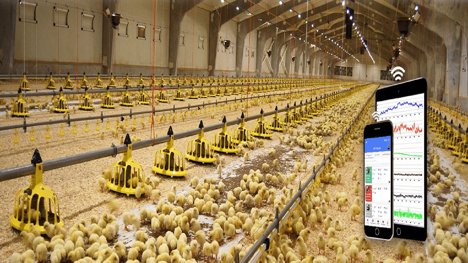 Poultry Automation اتوماسیون مرغداری - کارمایه سبز کیان
